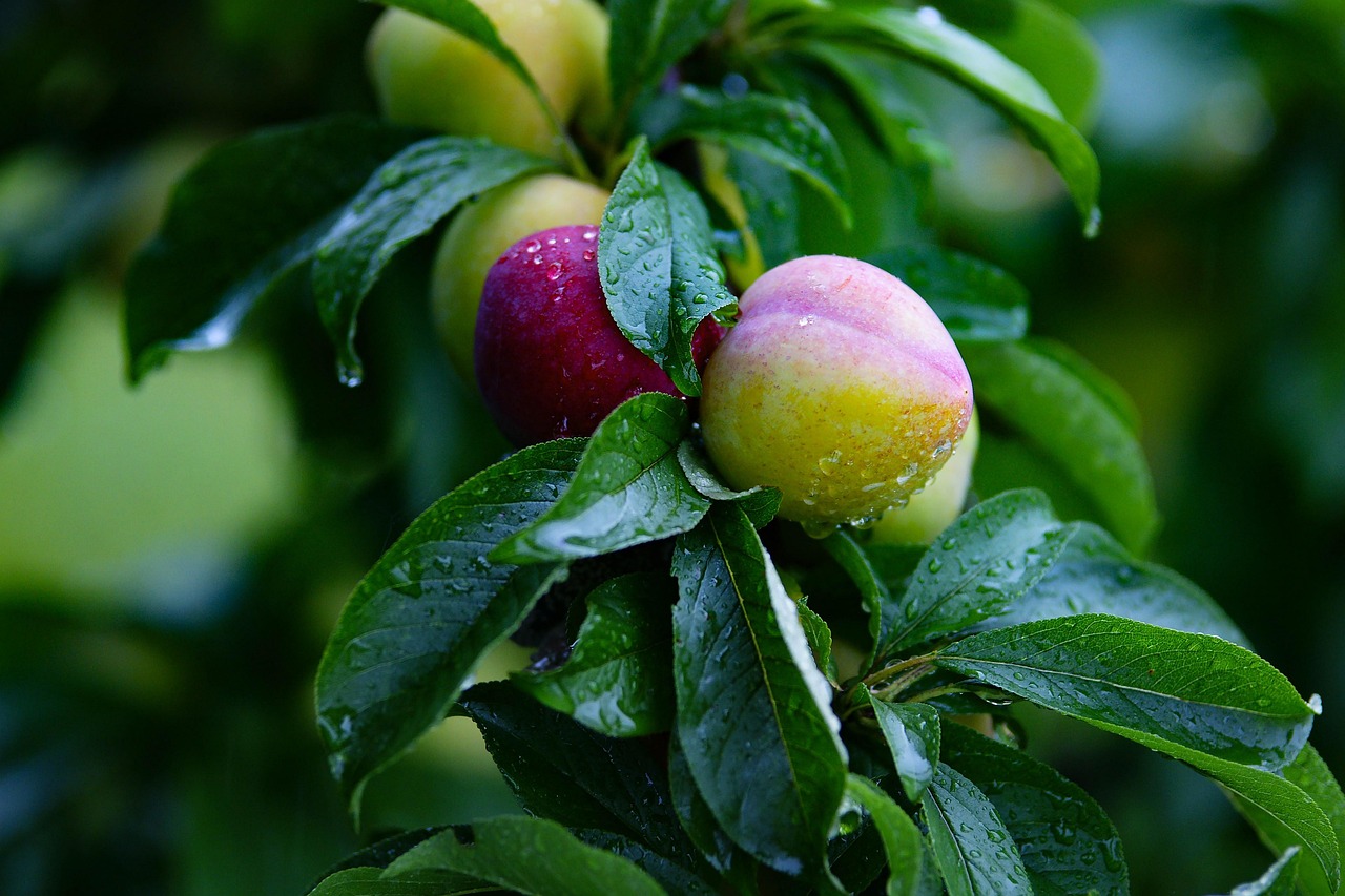 Pear, fruit, pears — Stuart Piltch: Leveraging Machine Learning to Optimize Healthcare Analytics